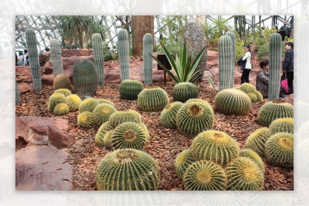 沙生植物图片