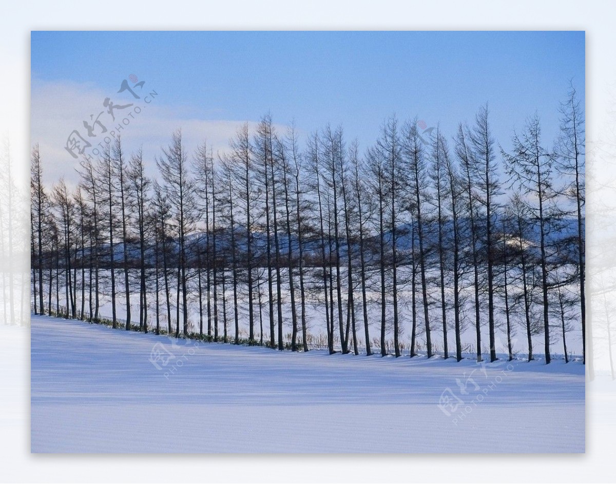 白色雪景蓝色天空凋零的树图片
