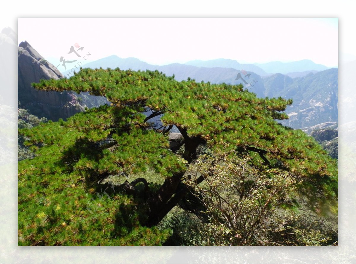 黄山风光图片