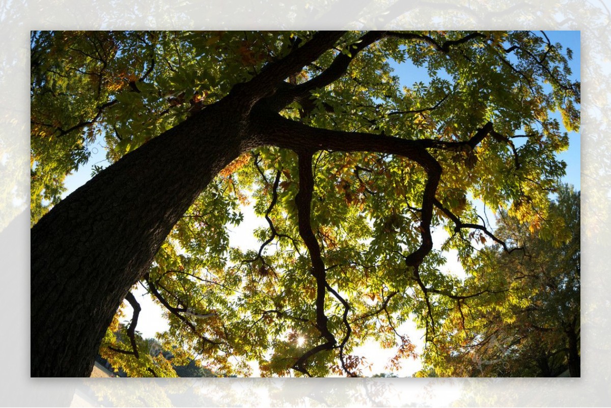 秋天公园的树木图片