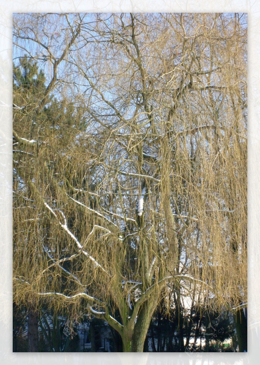 寒风中的枯树图片