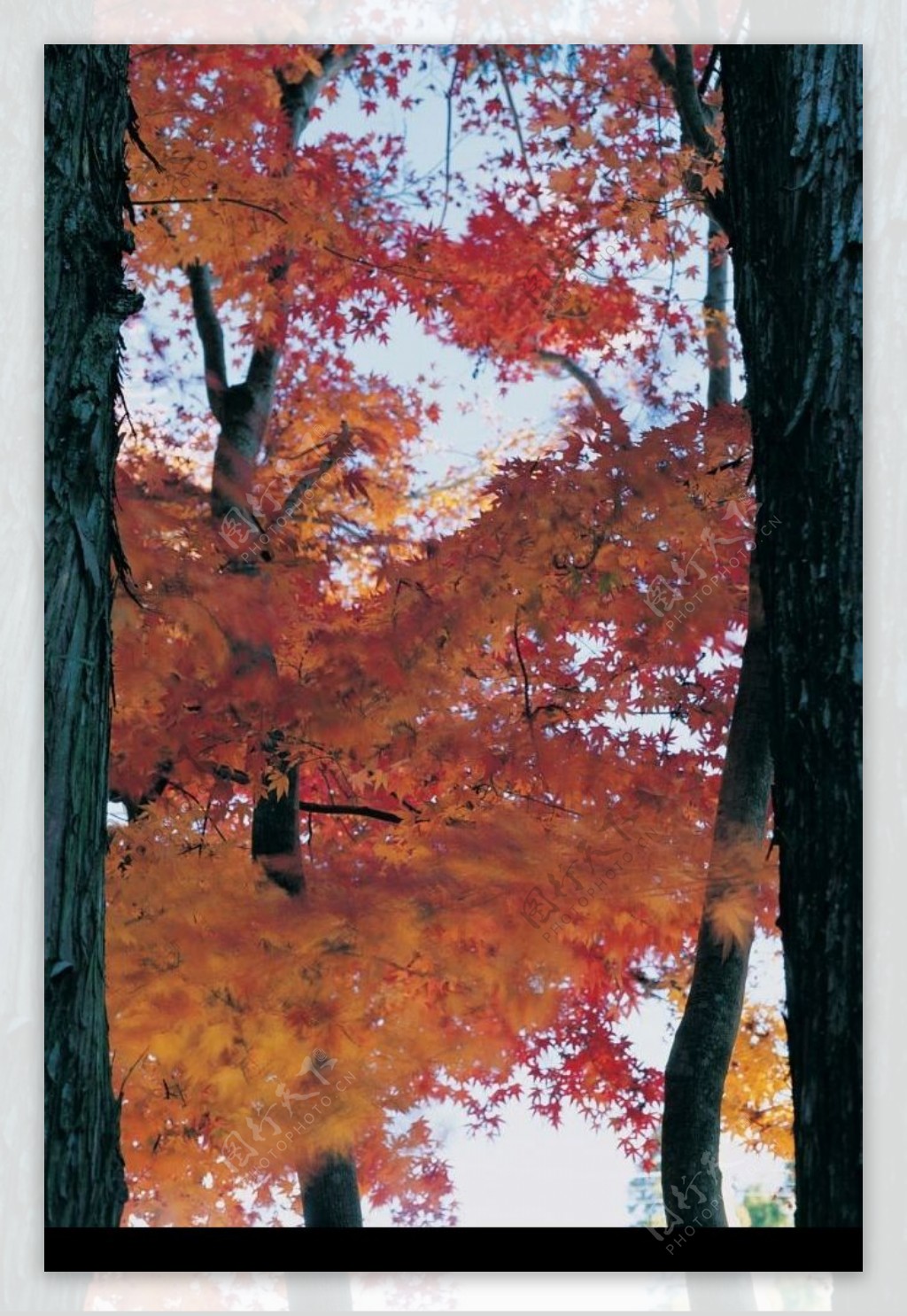 红枫林壁纸图片
