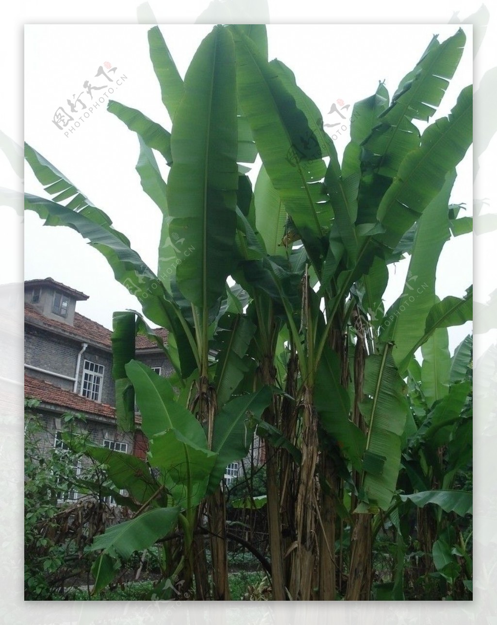 芭蕉树图片