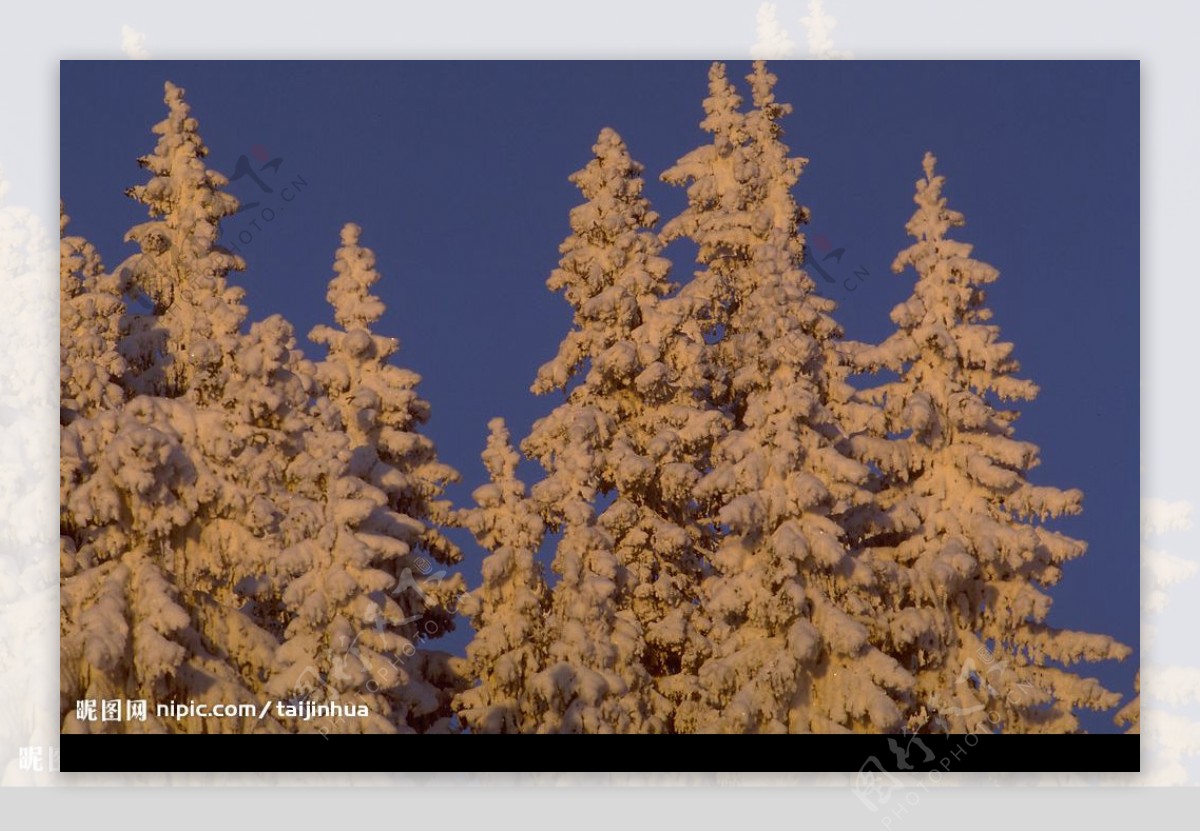 雪松自然写真森林树木图片
