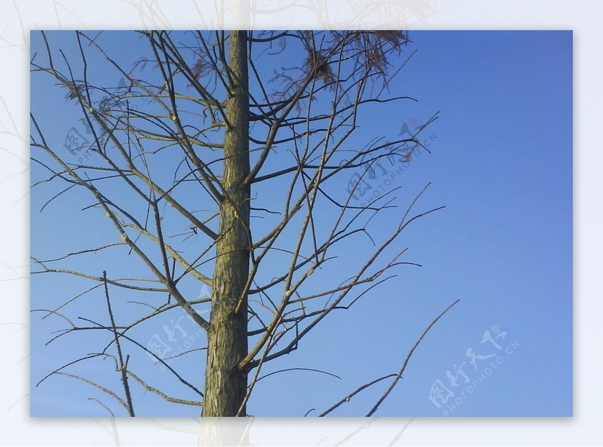 蓝天枯树图片