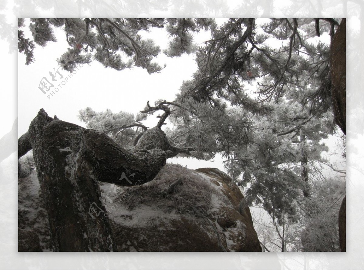 傲雪图片