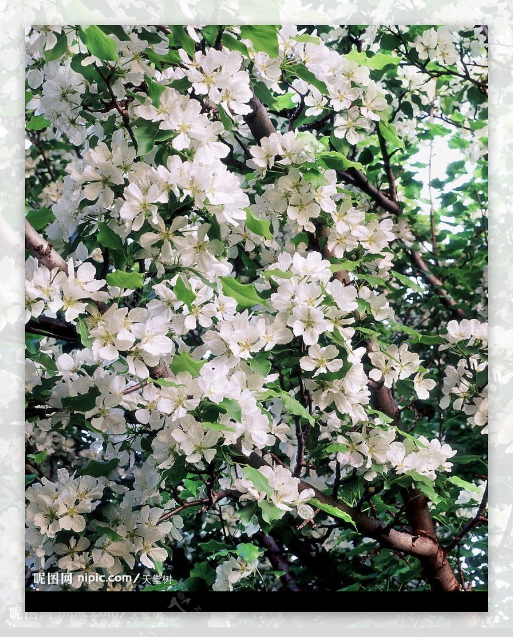梨树花开图片