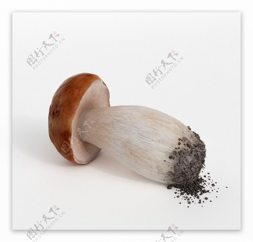 松茸模型松茸蘑菇图片