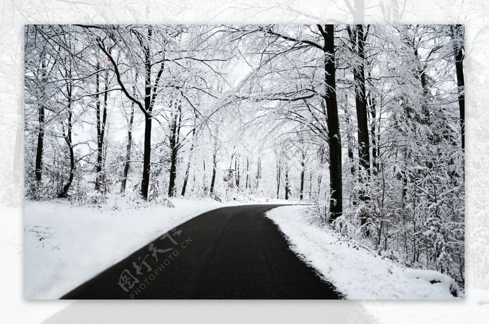 大雪过后的公路两旁的树图片