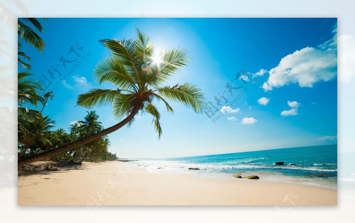 大海和椰子树图片
