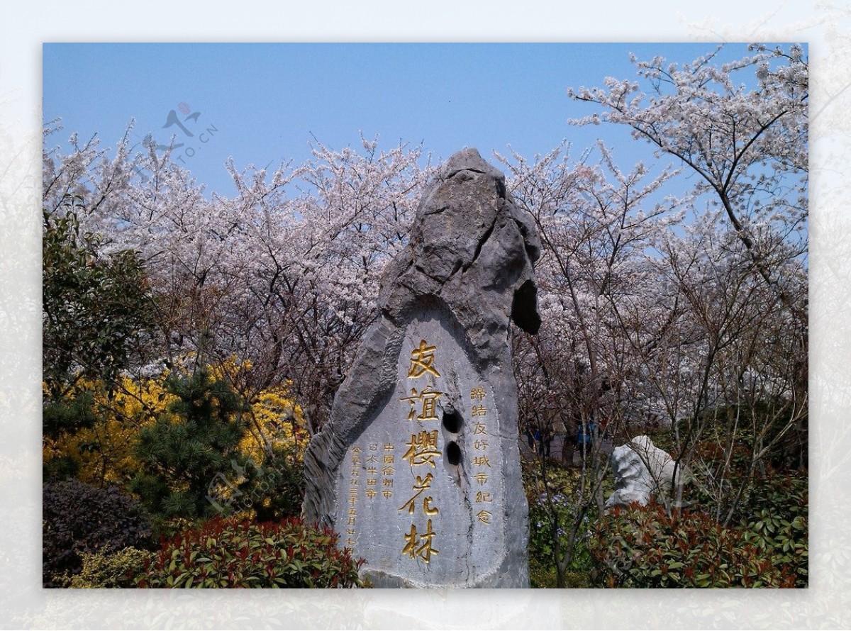 友谊樱花林图片