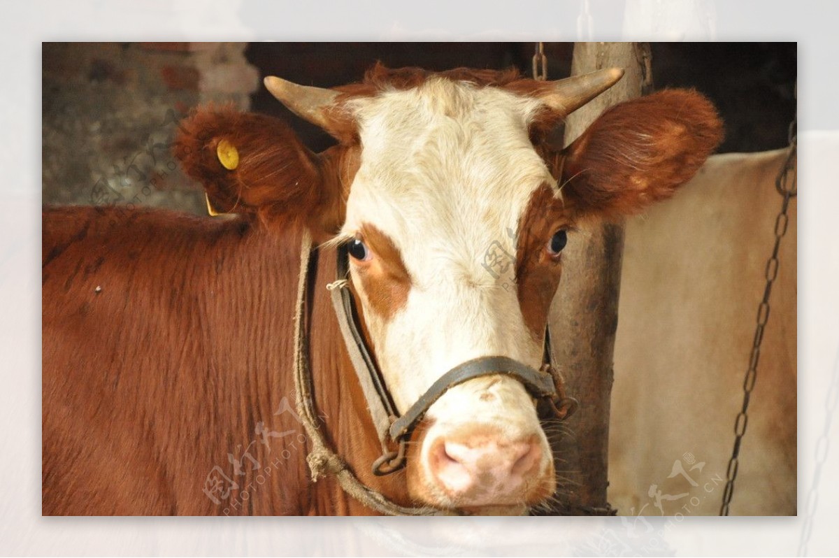 西门塔尔母牛全国直供 全国 西门塔尔牛-食品商务网