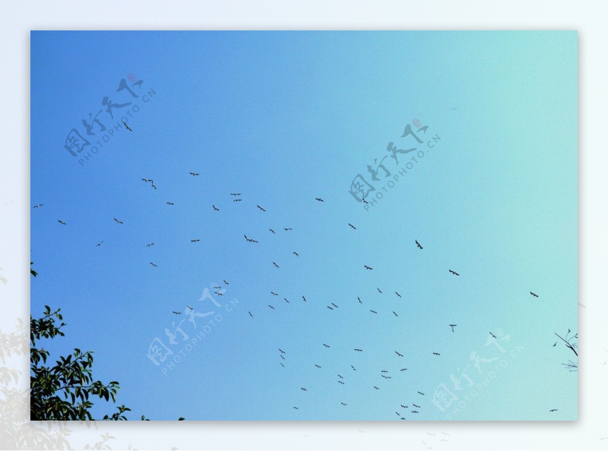白塘公园天空飞鸟图片