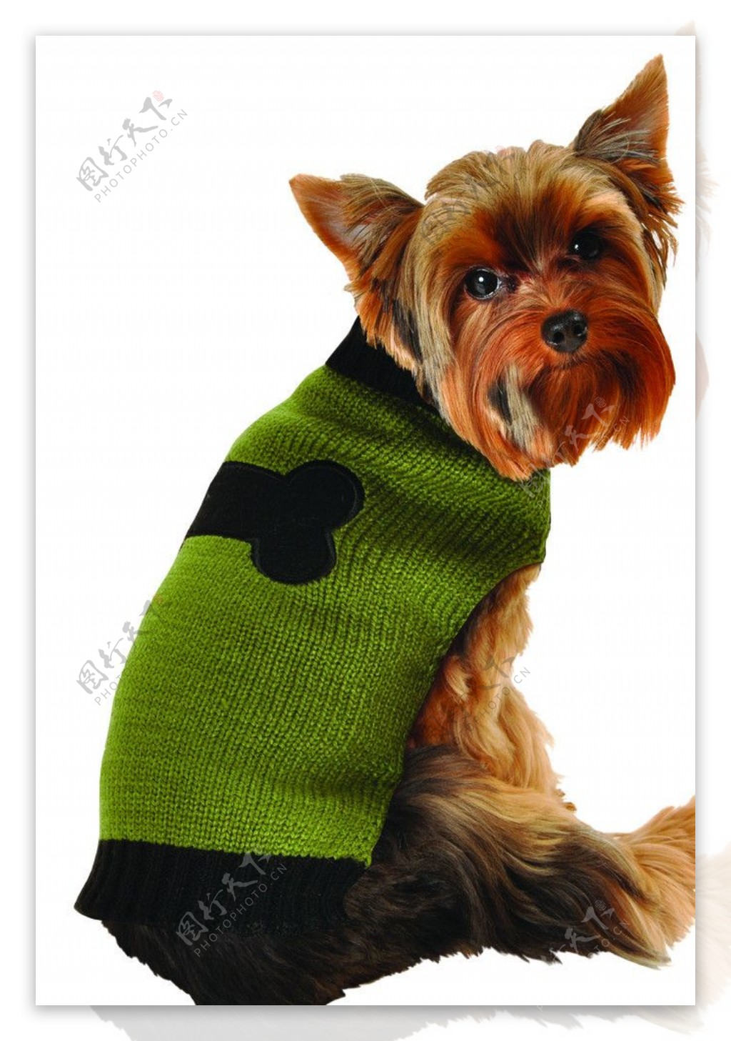 军绿色黑色骨头毛衣的小狗图片