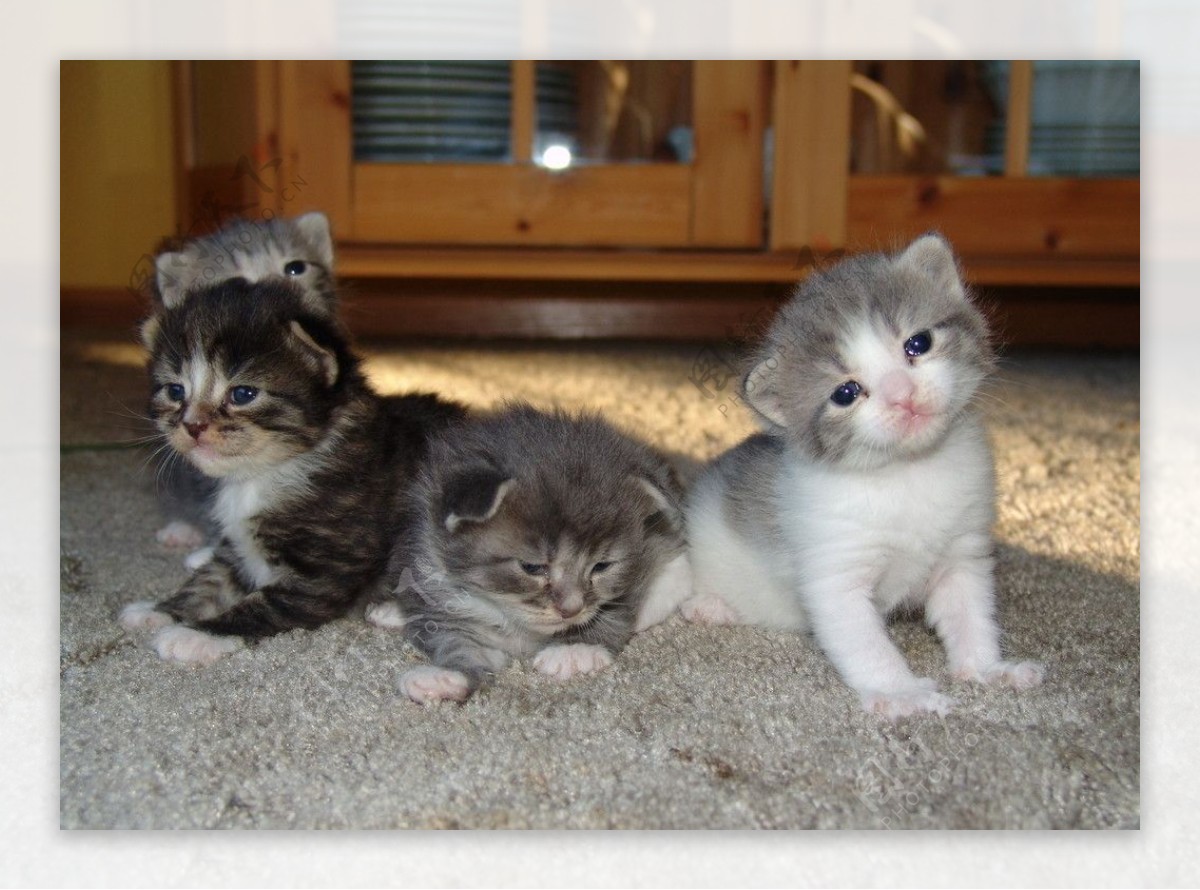 四只小猫图片