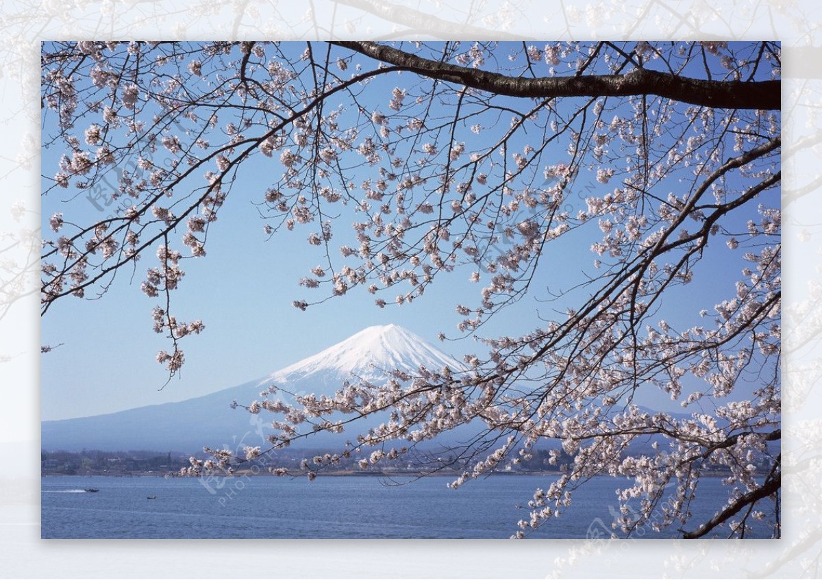 富士山樱花篇图片