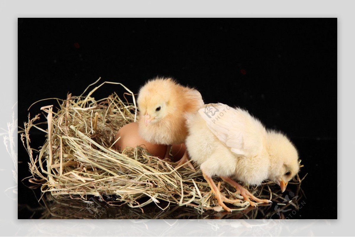小鸡崽雏鸡稚鸡鸡宝宝图片