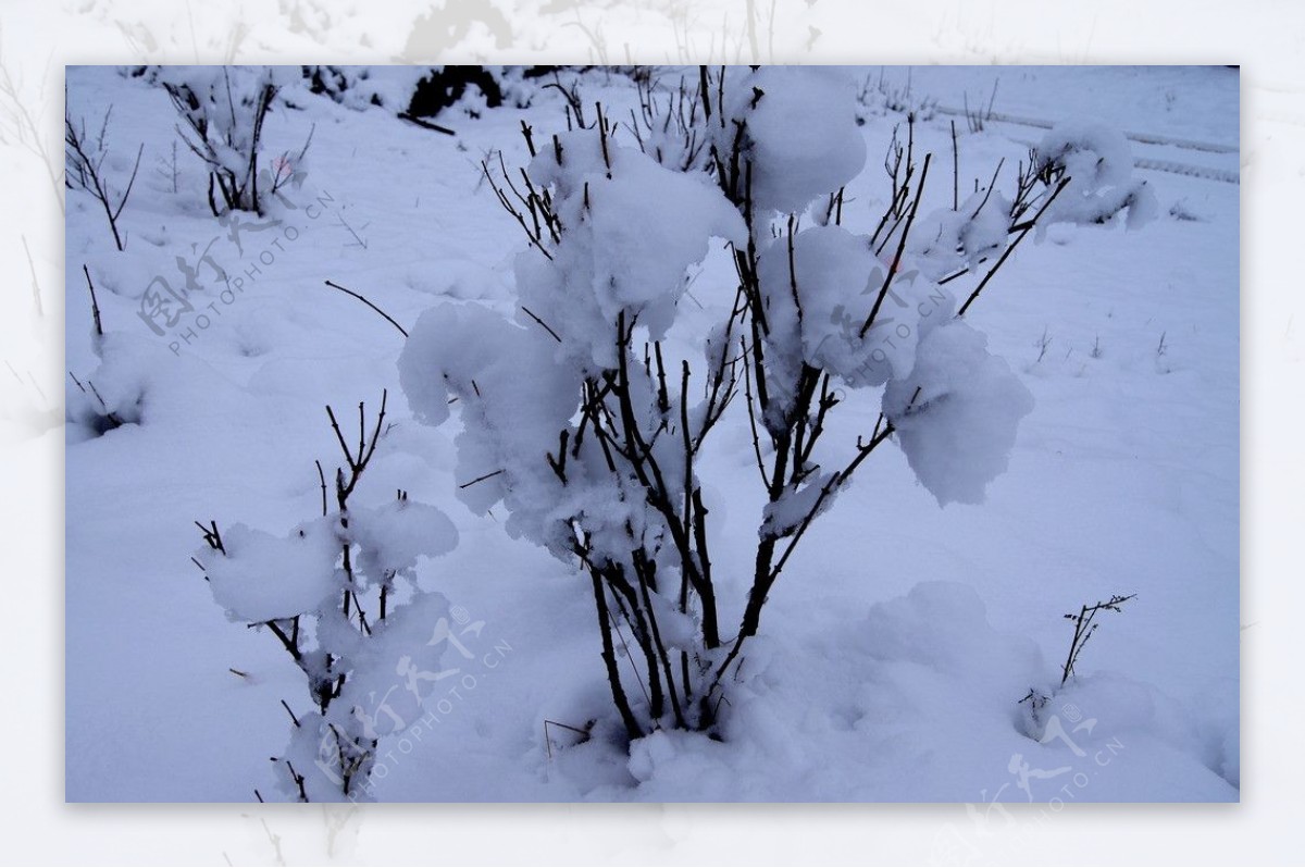 雪后图片