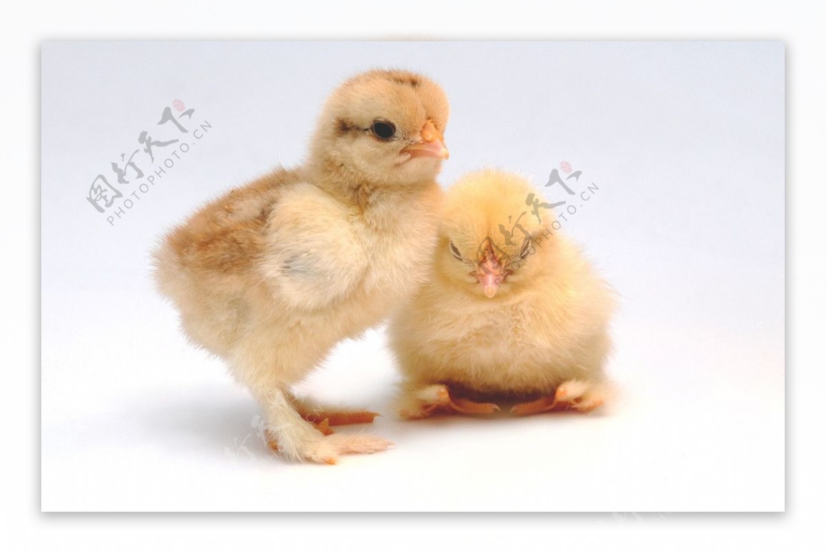 着色小鸡 库存照片. 图片 包括有 生活, 新出生, 生物, 滑稽, 少许, 复活节, 绿色, 母鸡, 硼硅酸盐 - 97549268