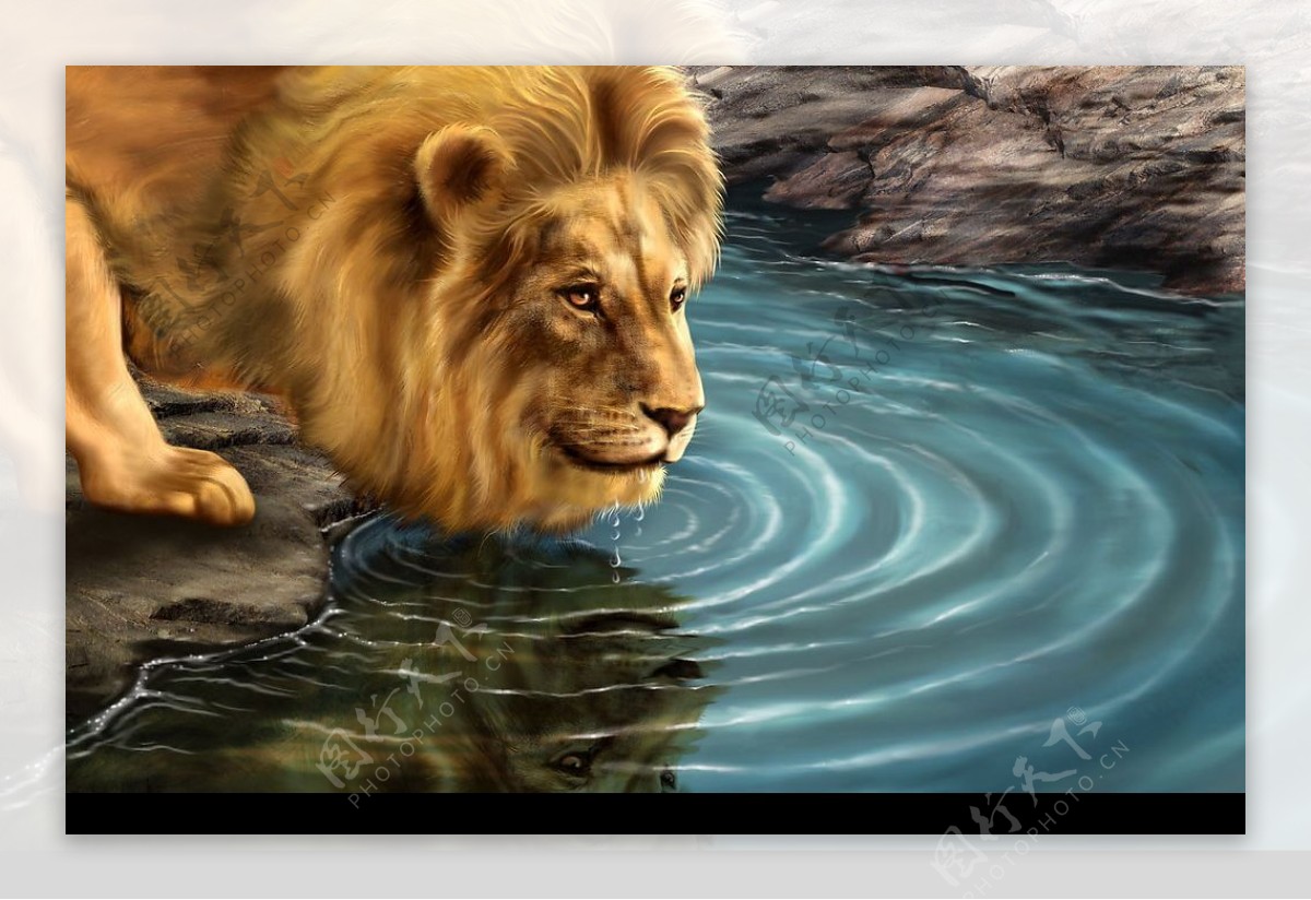 喝水的狮子图片