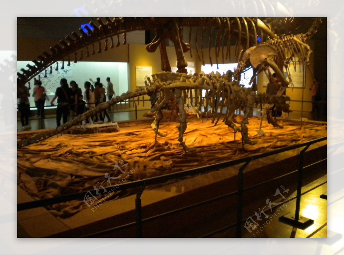 宁波博物馆恐龙展图片