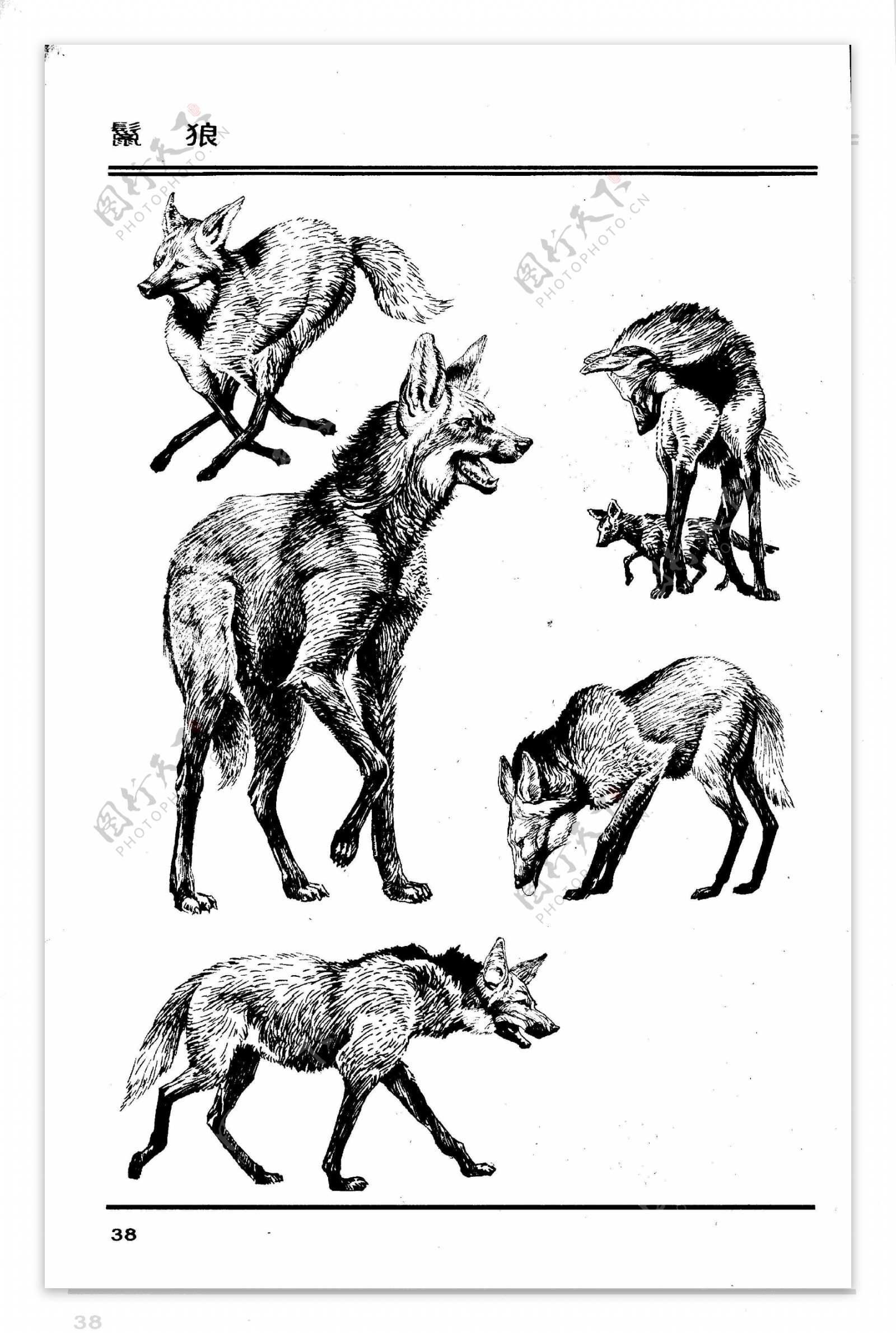 画兽谱36鬣狼图片