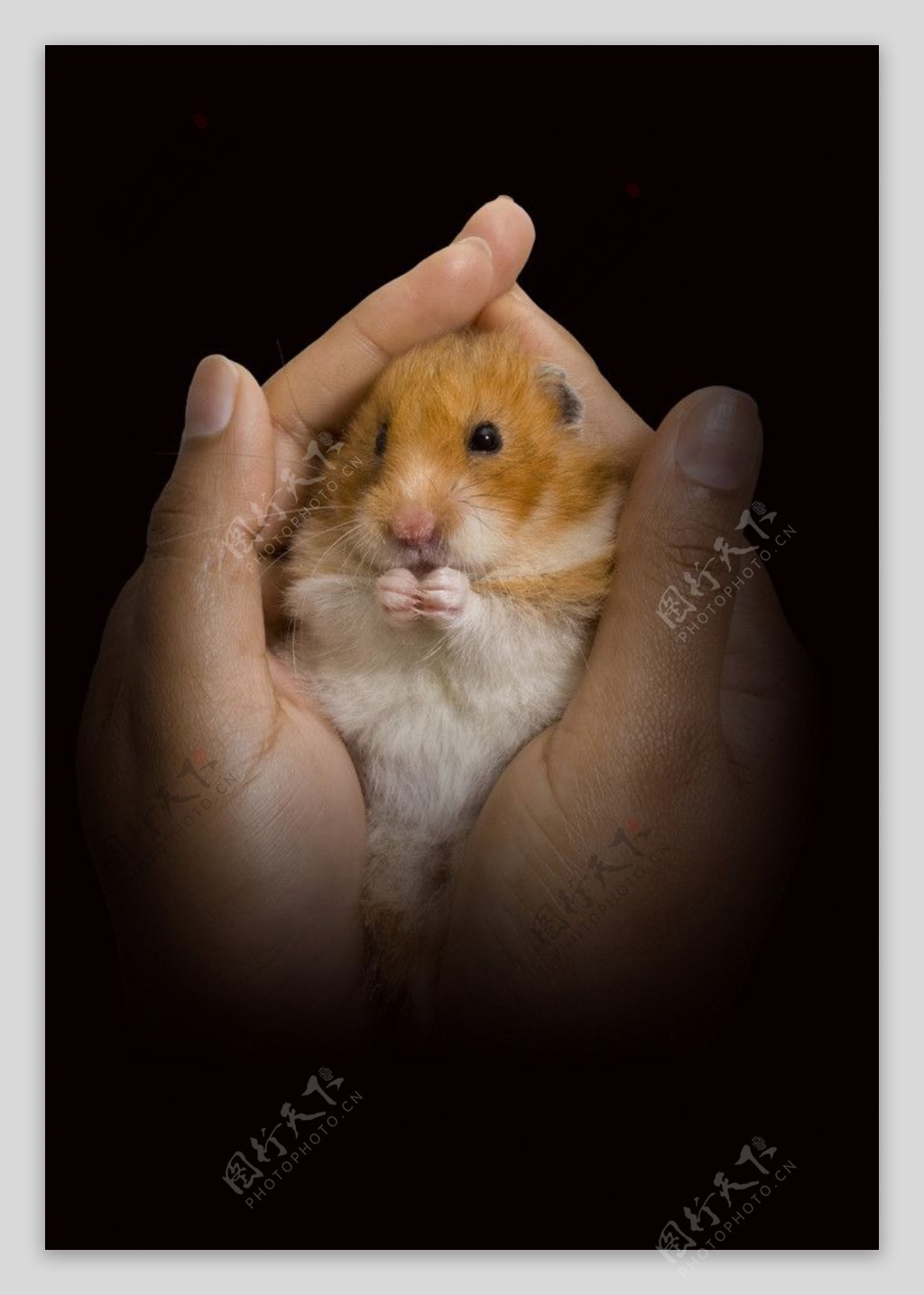 手中的可爱老鼠图片