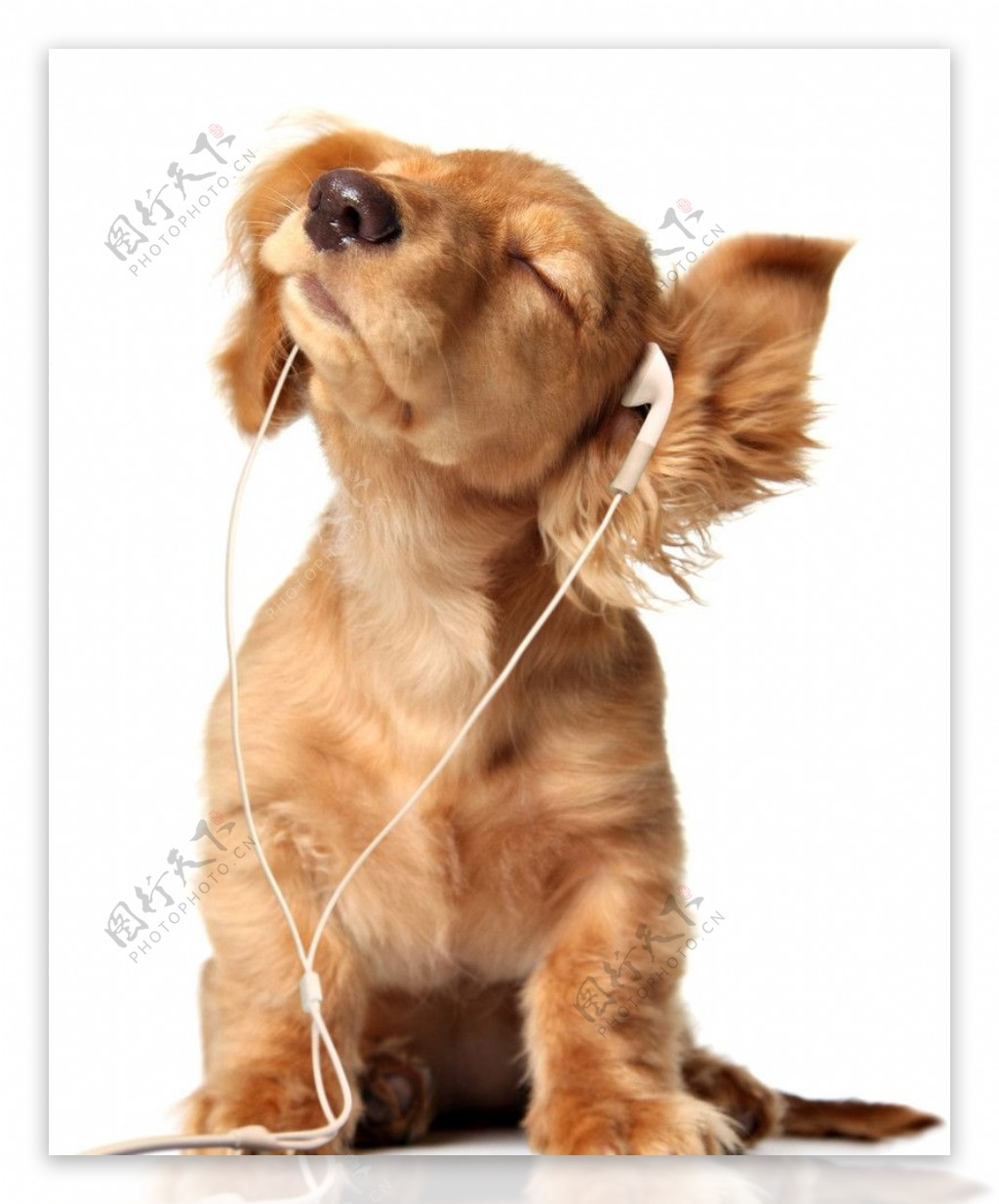 听音乐的狗狗图片