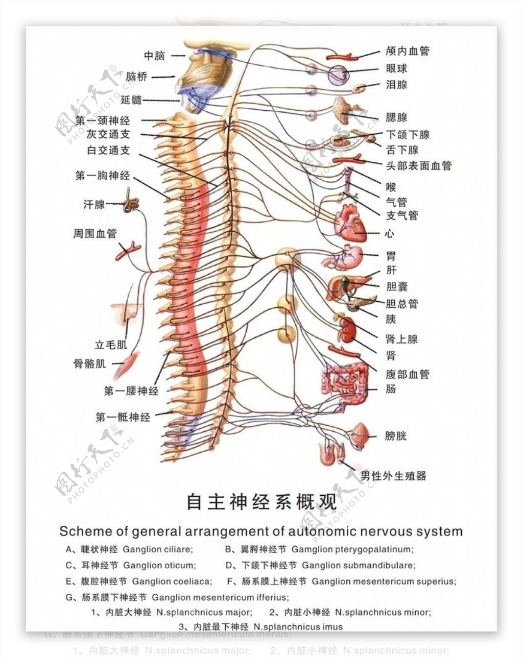 中轴学说自主神经系概观图片