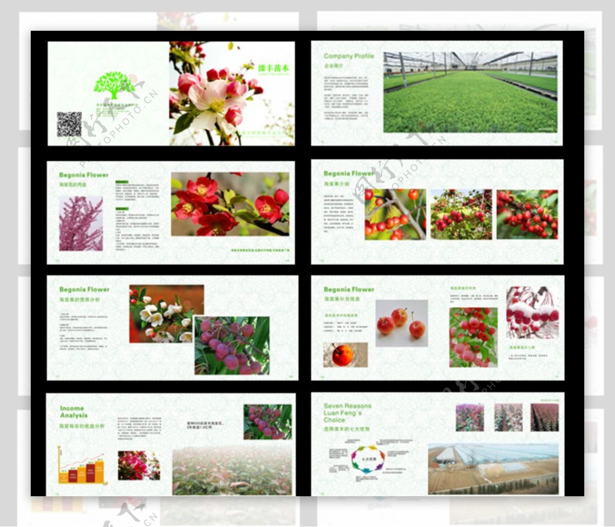 海棠花紫薇花画册图片