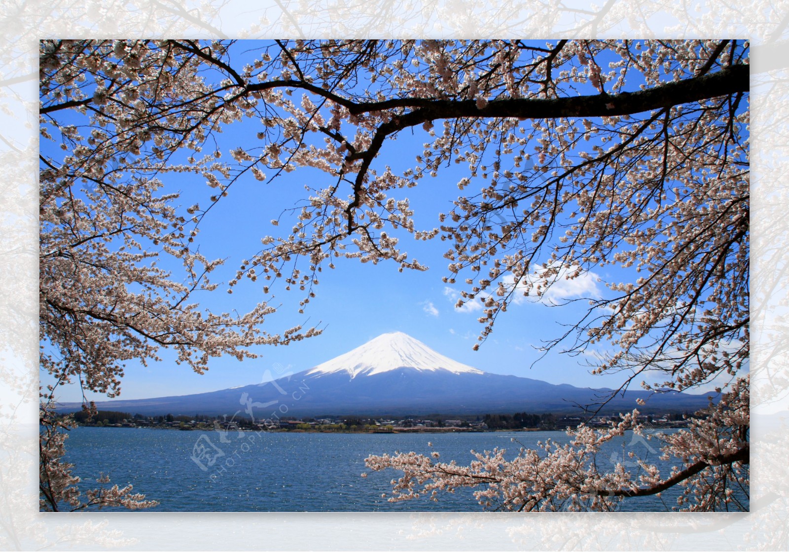 日本富士山樱花图片