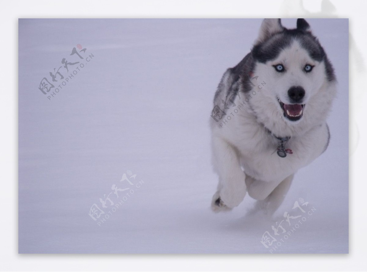 雪橇狗图片