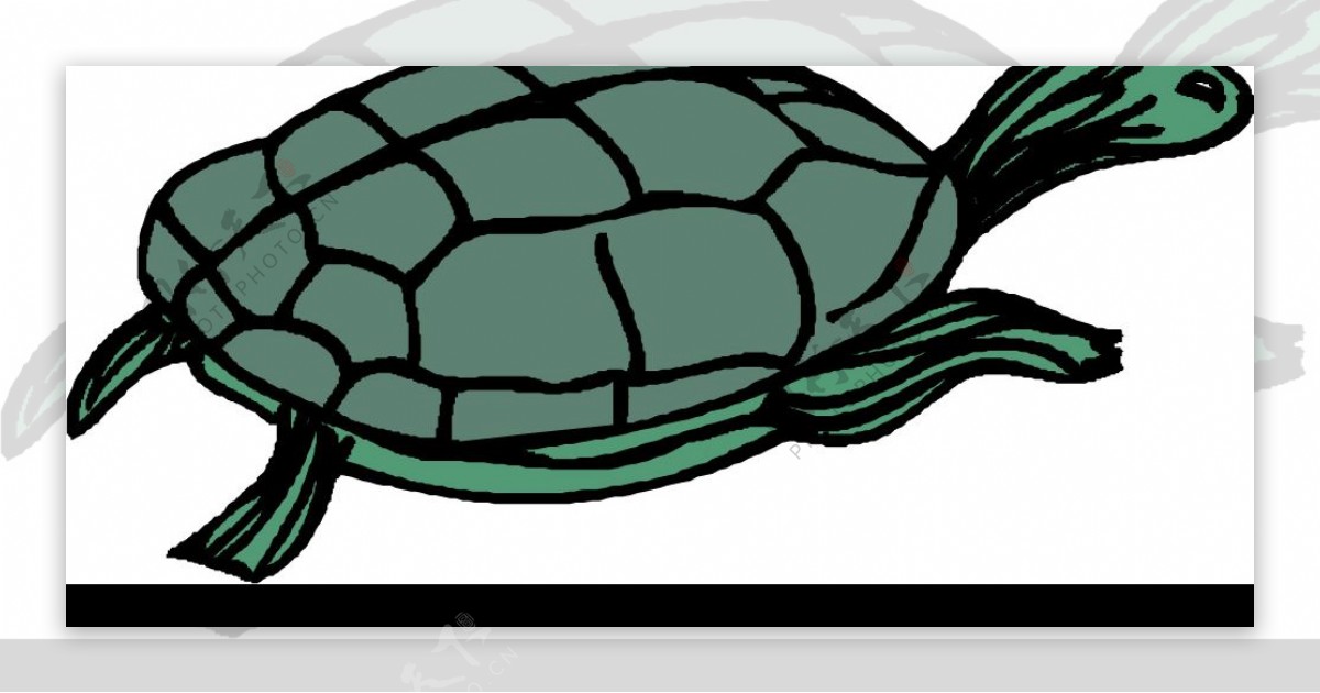 海龟7图片