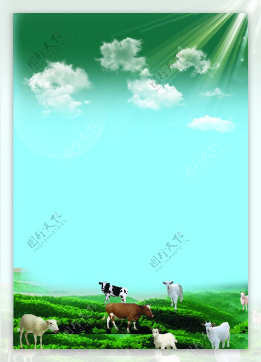 牛羊满山图片
