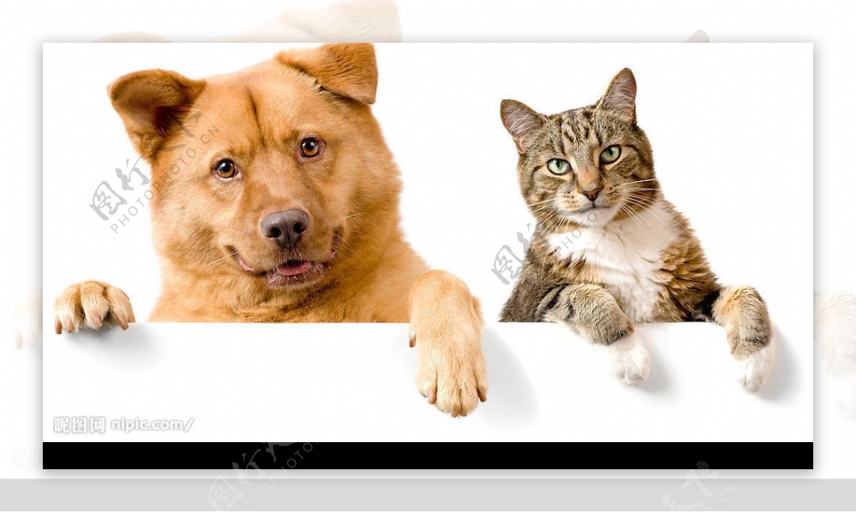 猫和狗图片