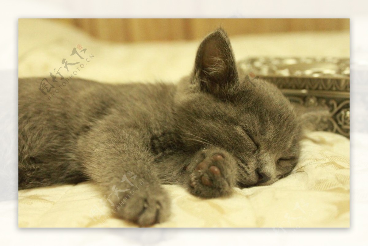 睡觉的猫图片素材_免费下载_jpg图片格式_VRF高清图片500585576_摄图网