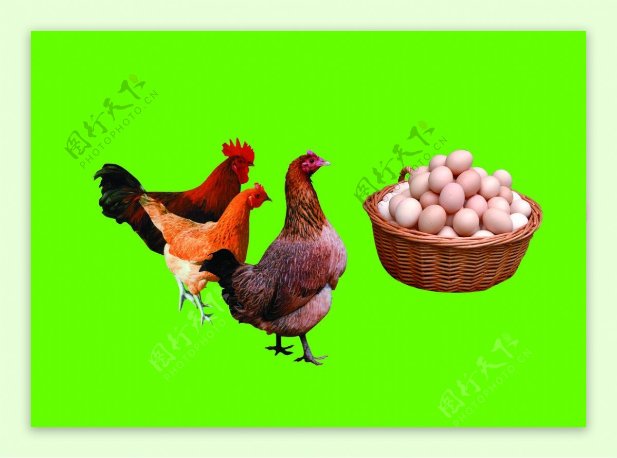 草鸡和鸡蛋图片