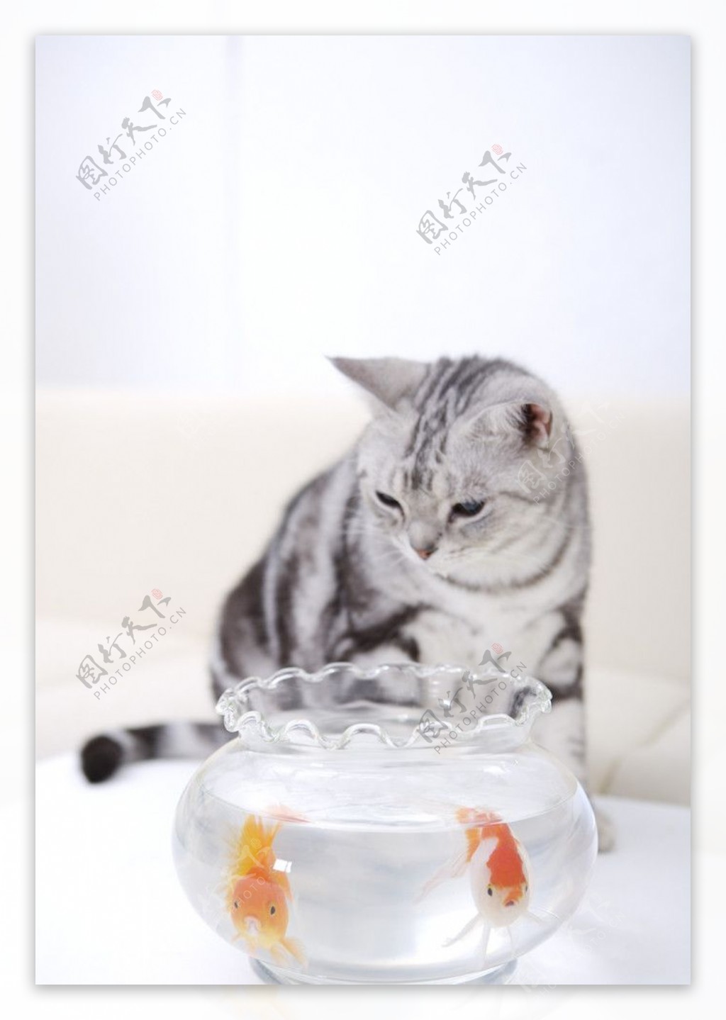 猫咪和鱼图片