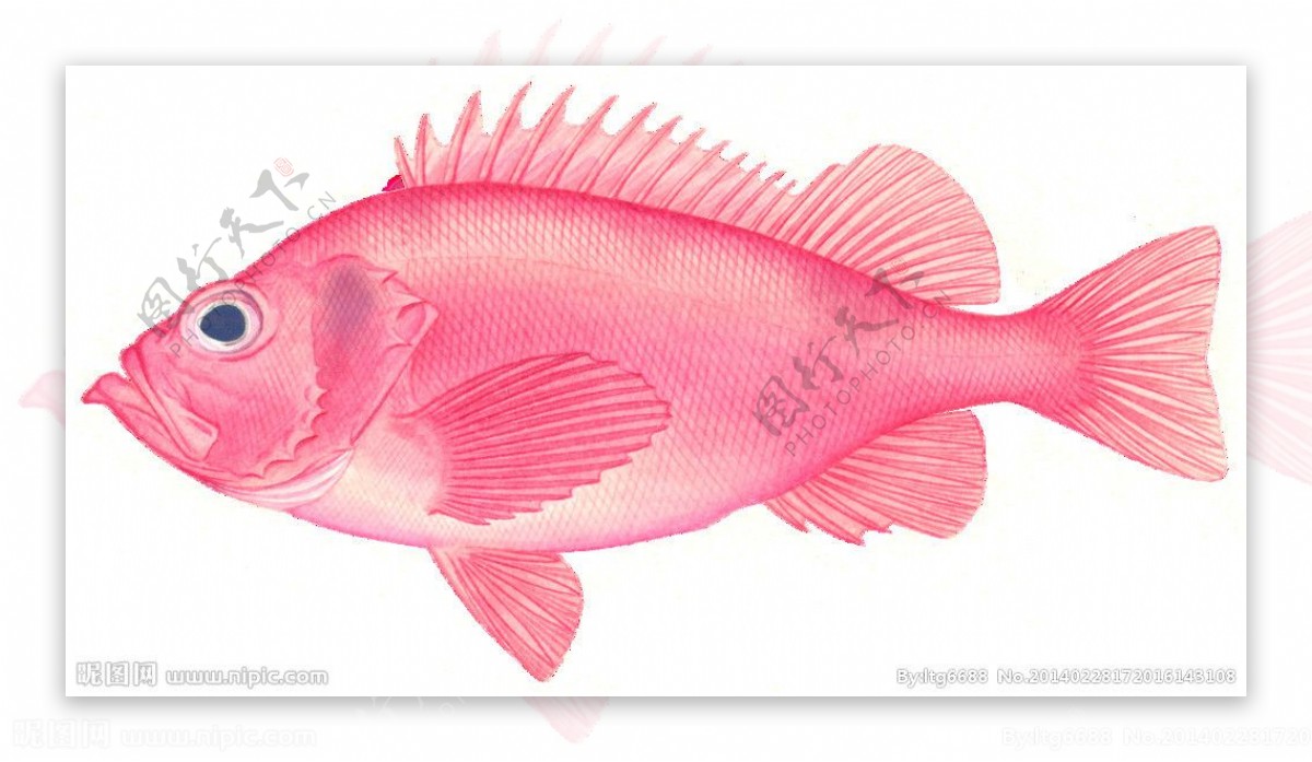 阿卡迪亚红鱼图片