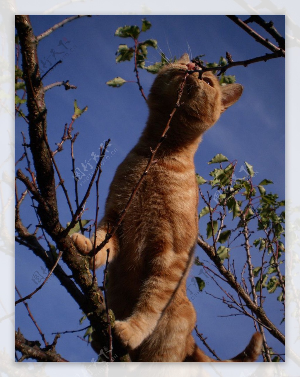 爬树的猫图片