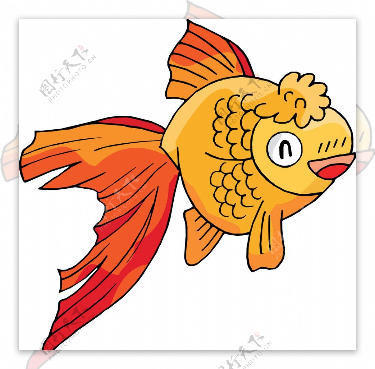 金魚图片