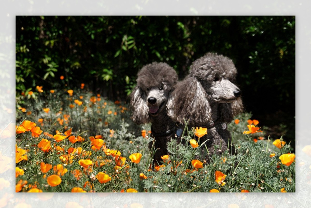 花草中的贵宾犬图片