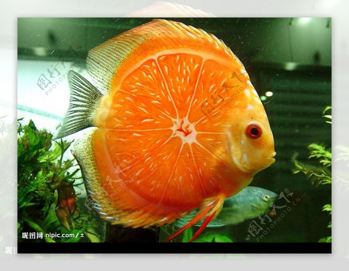 桔子鱼图片