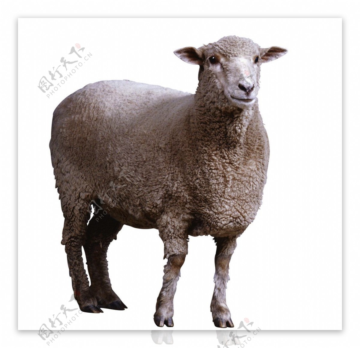 羊绵羊山羊图片