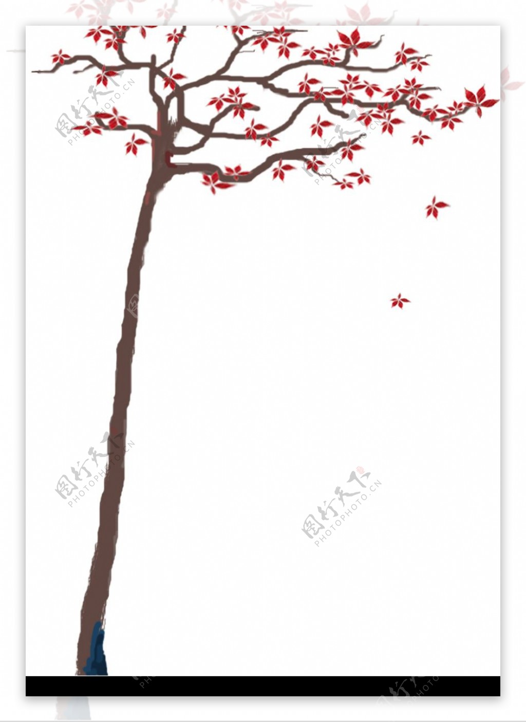 红枫树图片