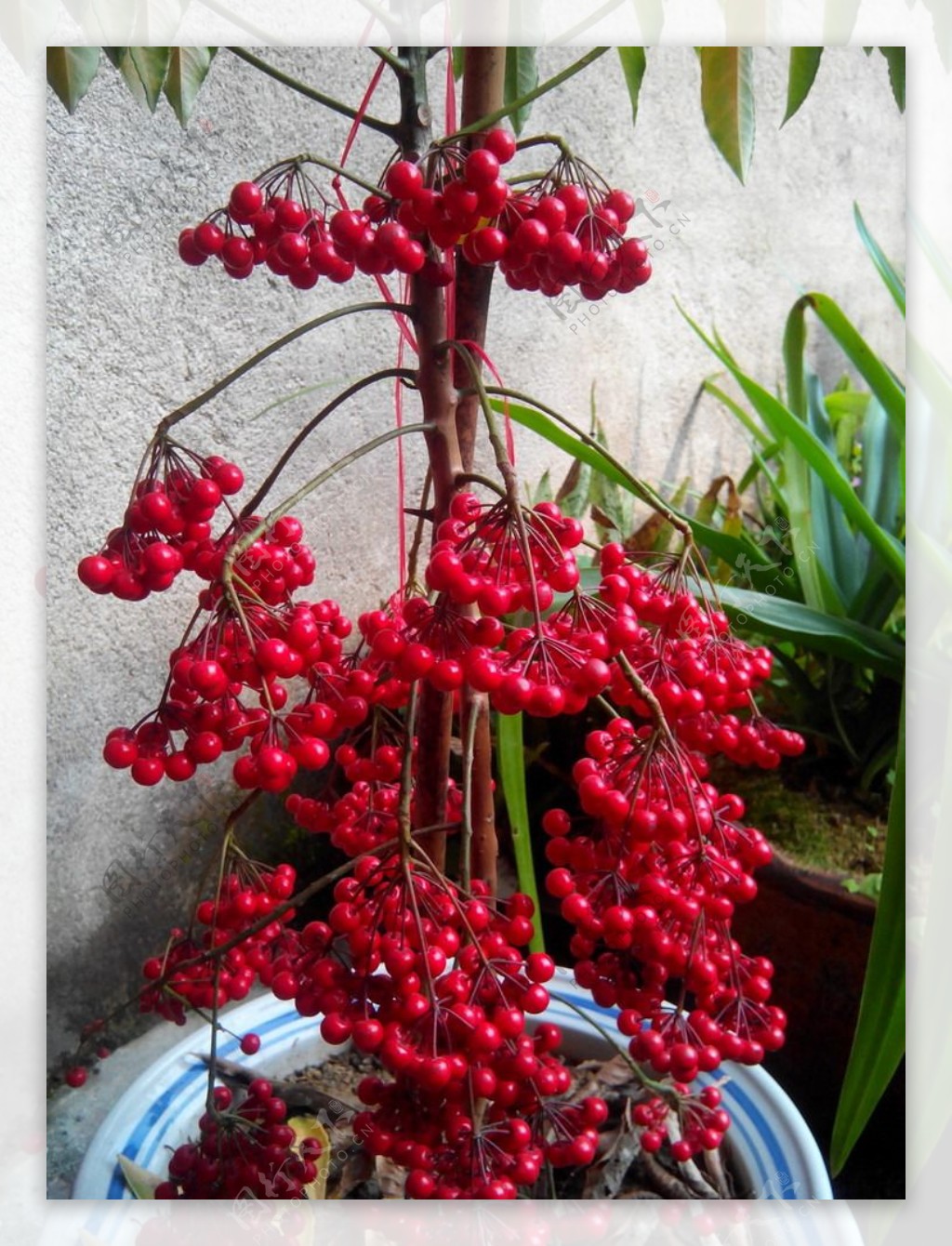 红色果实盆栽图片