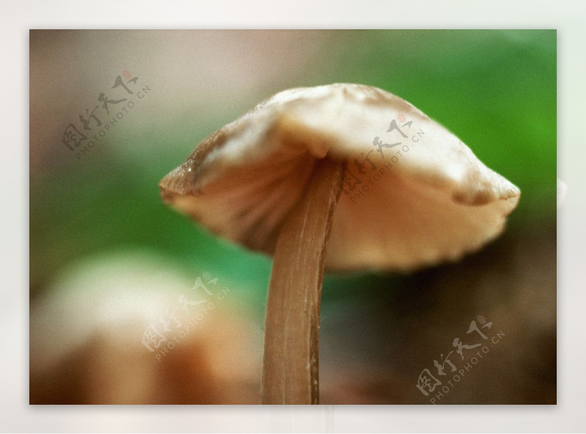 蘑菇特写图片