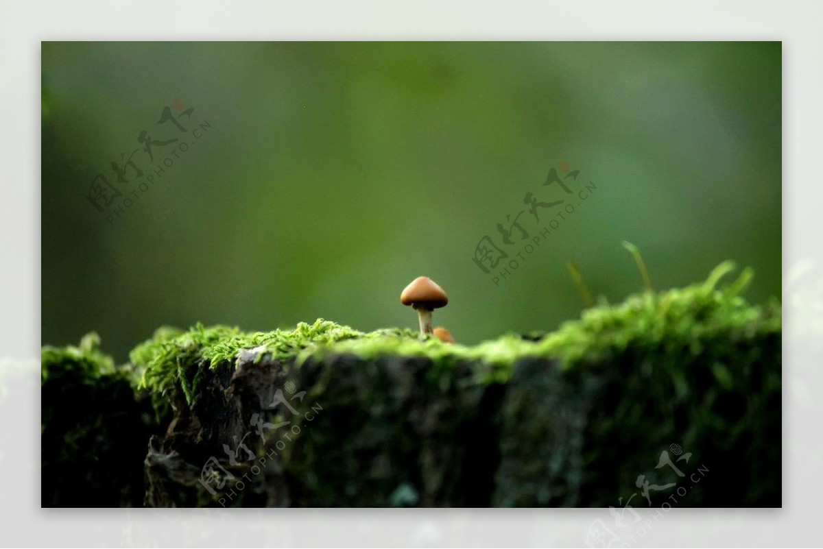 蘑菇图片素材-编号10023128-图行天下