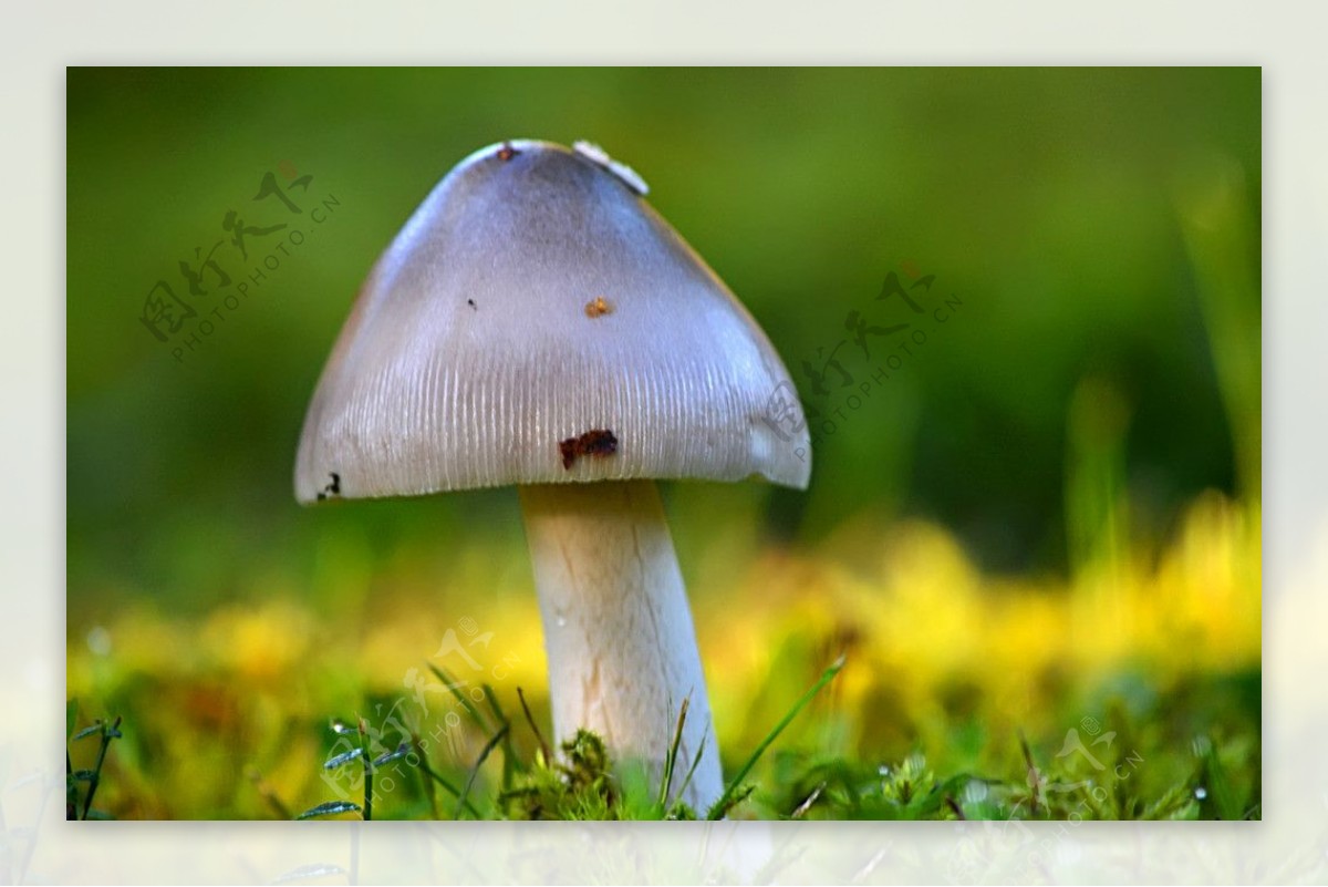 蘑菇图片素材-编号13975480-图行天下