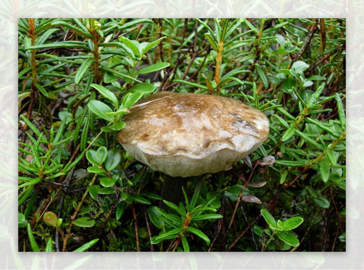 大鸡腿蘑菇图片